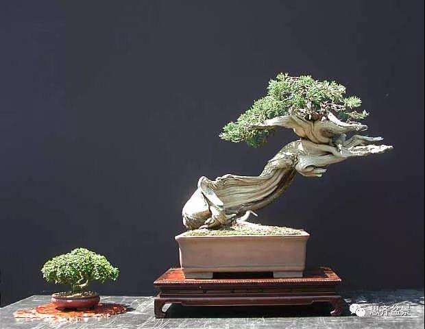 图解 柏树下山桩20年制作成盆景的过程