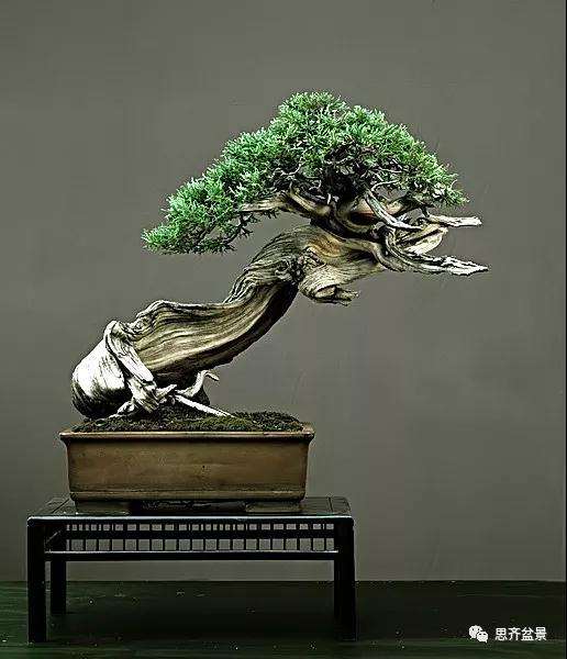 图解 柏树下山桩20年制作成盆景的过程
