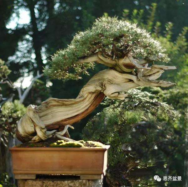 图解 柏树下山桩20年制作成盆景的过程
