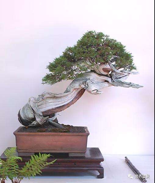 图解 柏树下山桩20年制作成盆景的过程