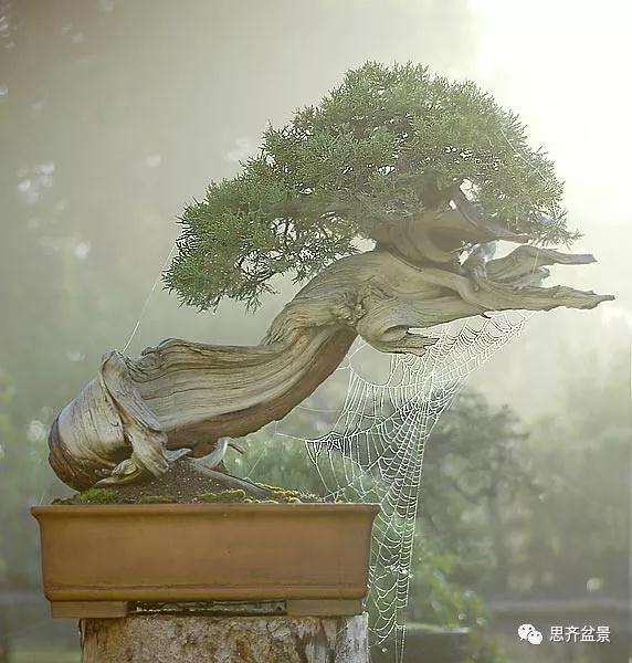 图解 柏树下山桩20年制作成盆景的过程