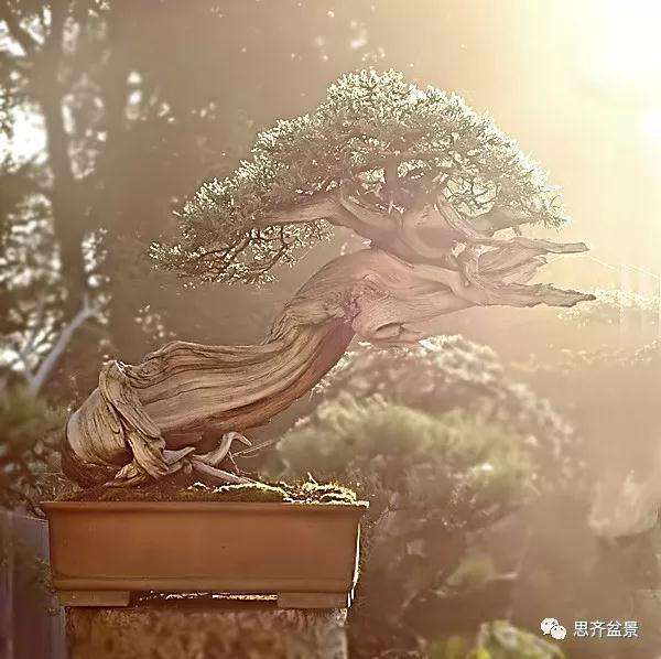 图解 柏树下山桩20年制作成盆景的过程