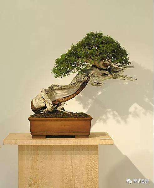 图解 柏树下山桩20年制作成盆景的过程