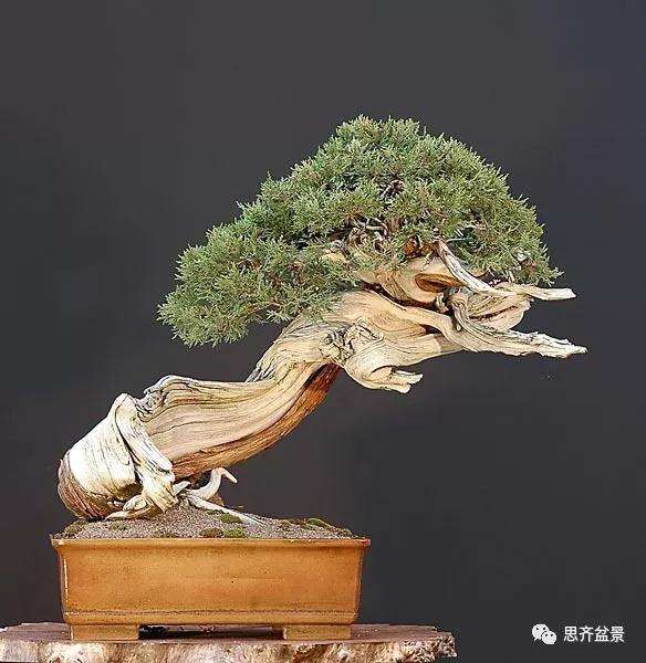 图解 柏树下山桩20年制作成盆景的过程