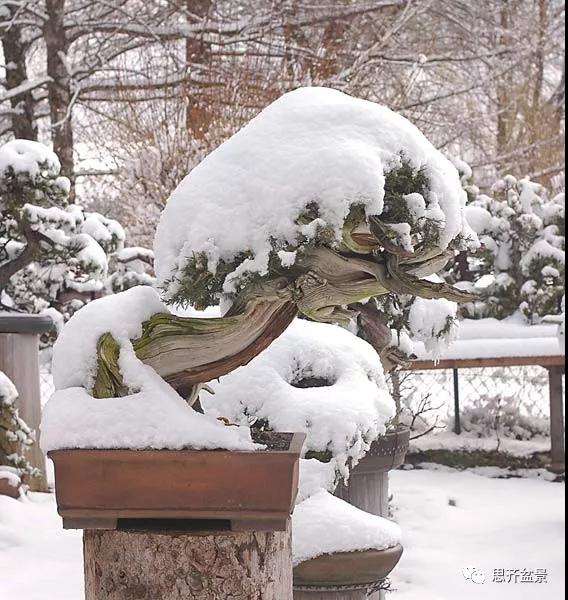 图解 柏树下山桩20年制作成盆景的过程