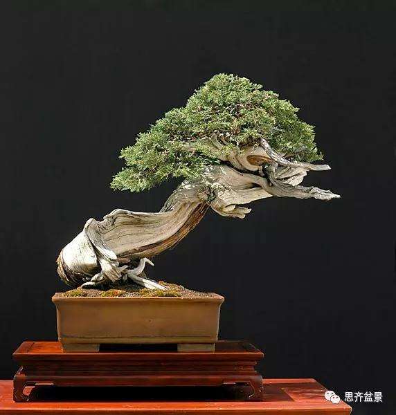 图解 柏树下山桩20年制作成盆景的过程