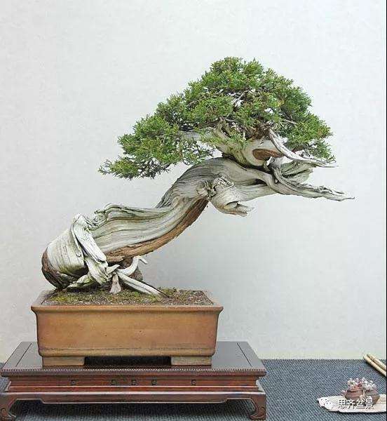 图解 柏树下山桩20年制作成盆景的过程