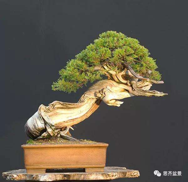 图解 柏树下山桩20年制作成盆景的过程