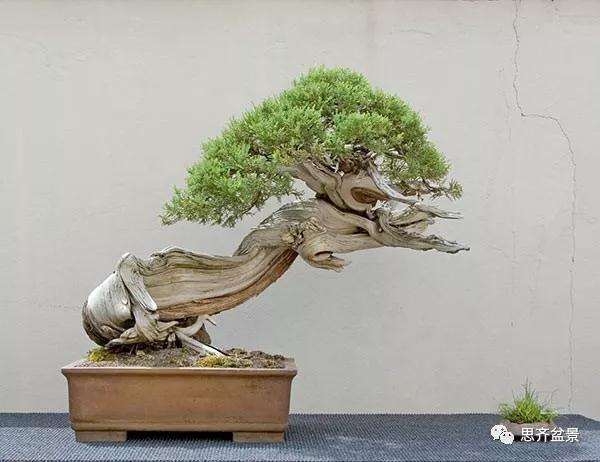 图解 柏树下山桩20年制作成盆景的过程