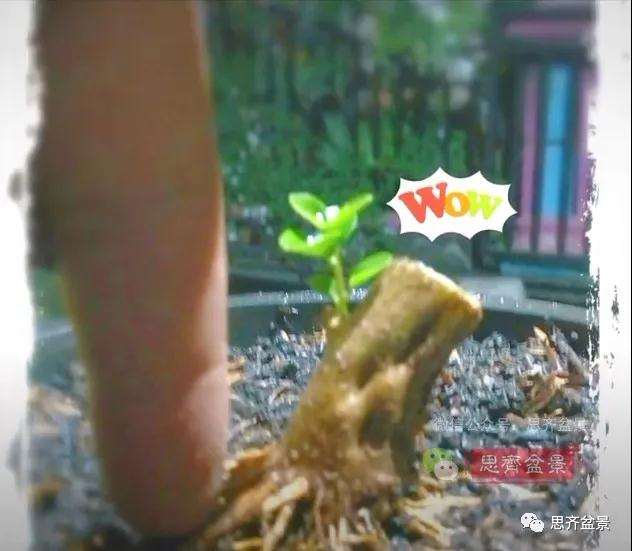 图解 寿娘子下山桩11年制作成盆景的过程