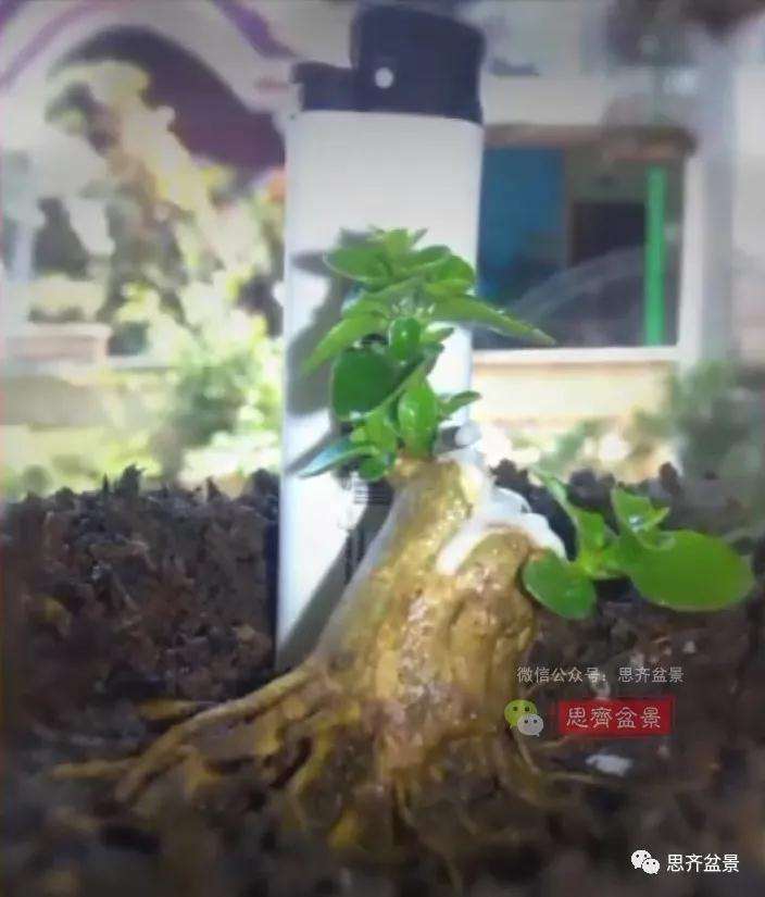 图解 寿娘子下山桩11年制作成盆景的过程