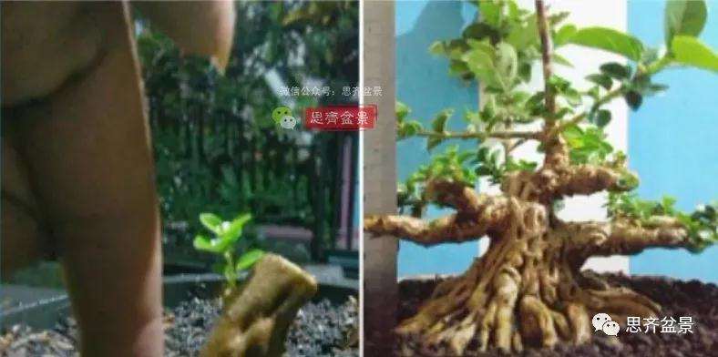 寿娘子下山桩11年制作成盆景的过程