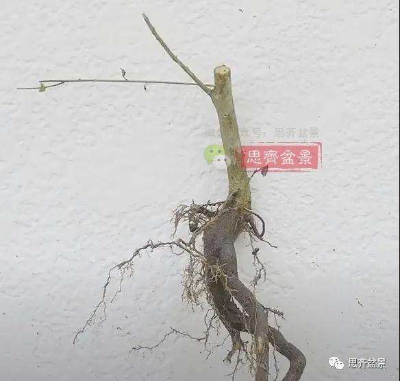 小叶女贞下山桩制作成盆景的过程