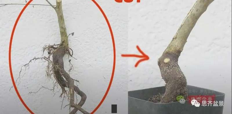 小叶女贞下山桩制作成盆景的过程