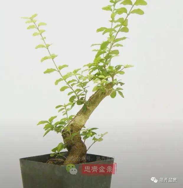 图解 小叶女贞下山桩制作成盆景的过程