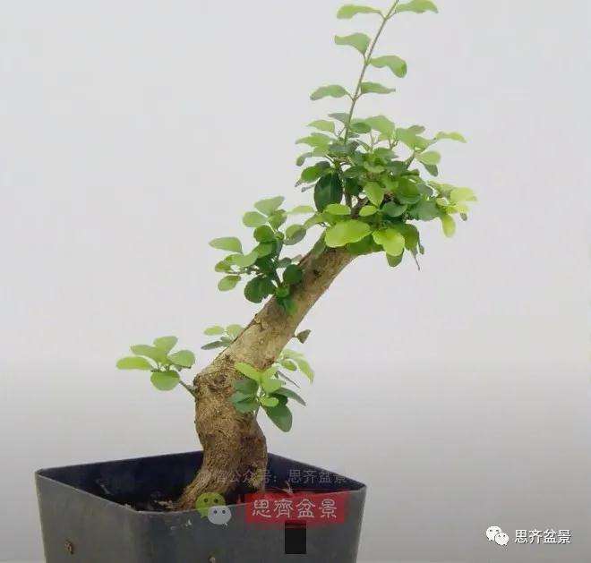 图解 小叶女贞下山桩制作成盆景的过程