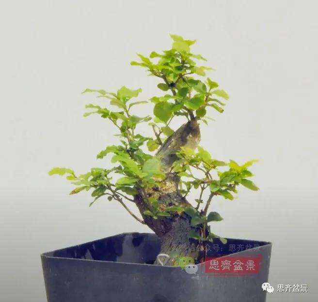 图解 小叶女贞下山桩制作成盆景的过程