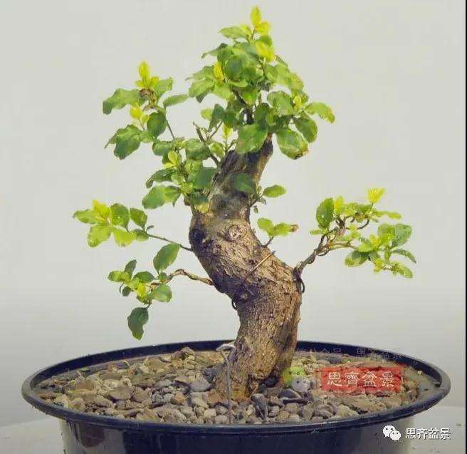 图解 小叶女贞下山桩制作成盆景的过程