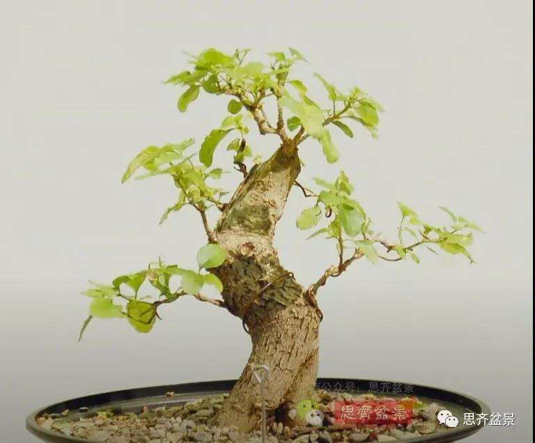 小叶女贞下山桩制作成盆景的过程