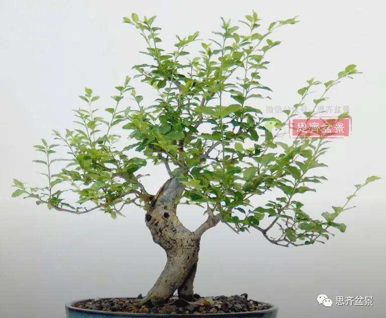 小叶女贞下山桩制作成盆景的过程