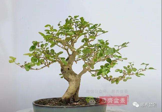 图解 小叶女贞下山桩制作成盆景的过程