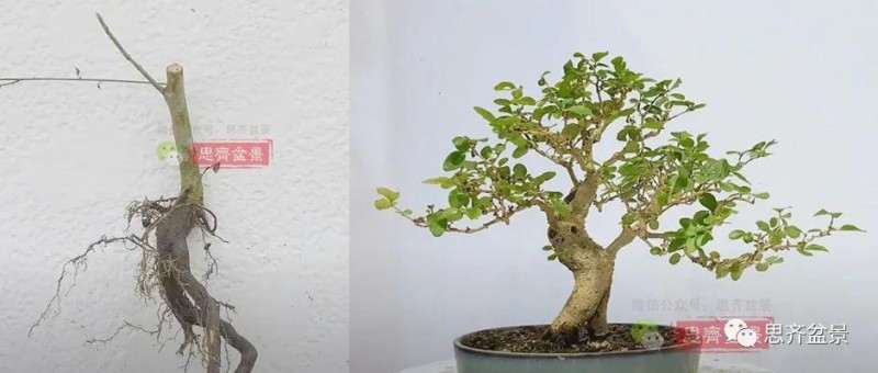 图解 小叶女贞下山桩制作成盆景的过程