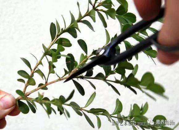 图解 黄杨盆景怎么穿接补枝的方法