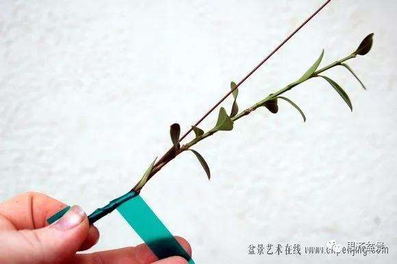 图解 黄杨盆景怎么穿接补枝的方法