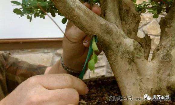 图解 黄杨盆景怎么穿接补枝的方法