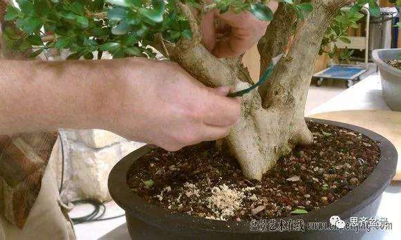 图解 黄杨盆景怎么穿接补枝的方法