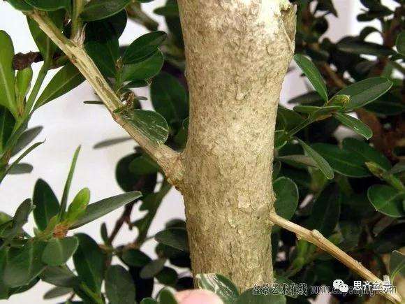 图解 黄杨盆景怎么穿接补枝的方法