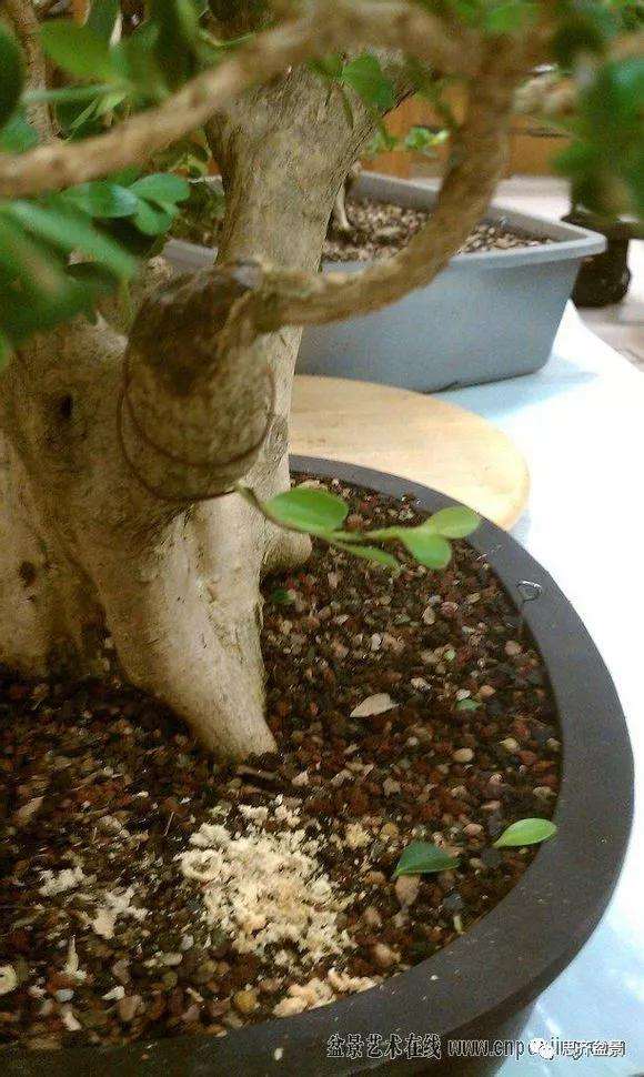 图解 黄杨盆景怎么穿接补枝的方法