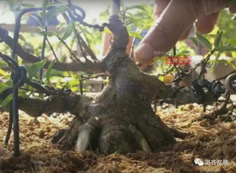 图解 水梅下山桩怎么制作矮霸盆景的方法