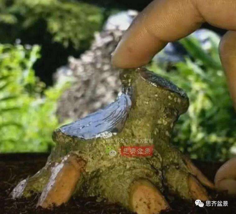 图解 水梅下山桩怎么制作矮霸盆景的方法