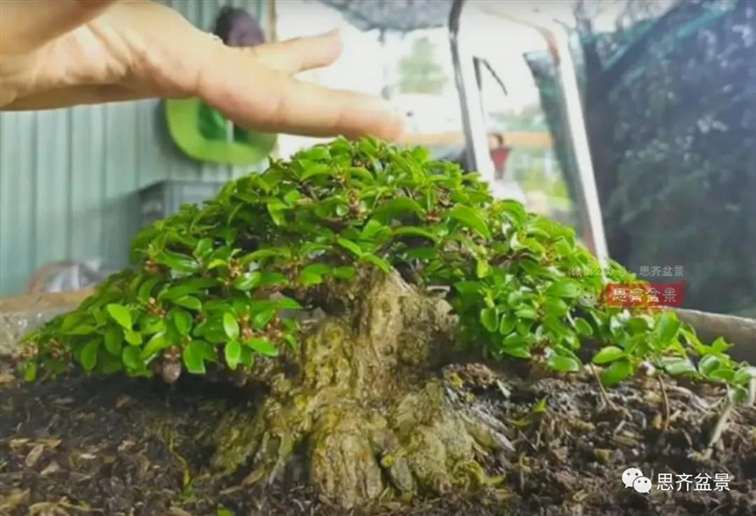 图解 水梅下山桩怎么制作矮霸盆景的方法