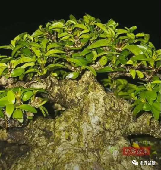 图解 水梅下山桩怎么制作矮霸盆景的方法