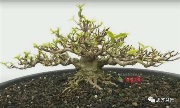 图解 水梅下山桩怎么制作矮霸盆景的方法