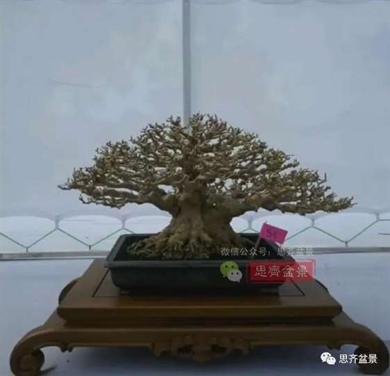 图解 水梅下山桩怎么制作矮霸盆景的方法