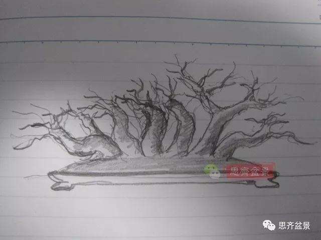 图解 怎么制作水蜡连根丛林盆景的过程