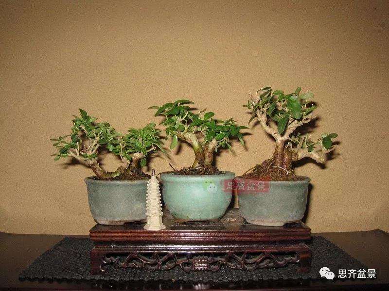 图解 怎么制作水蜡连根丛林盆景的过程