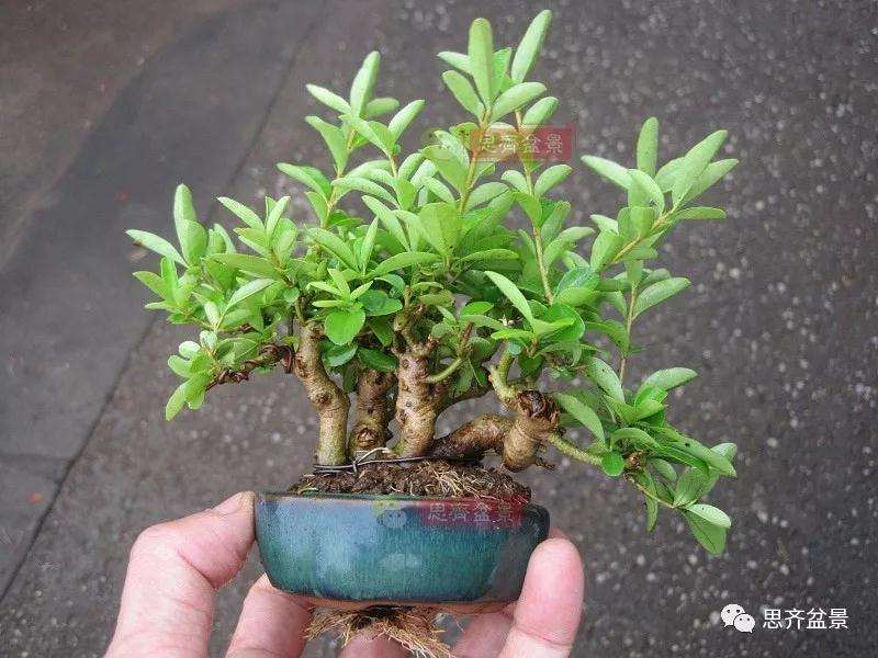 图解 怎么制作水蜡连根丛林盆景的过程