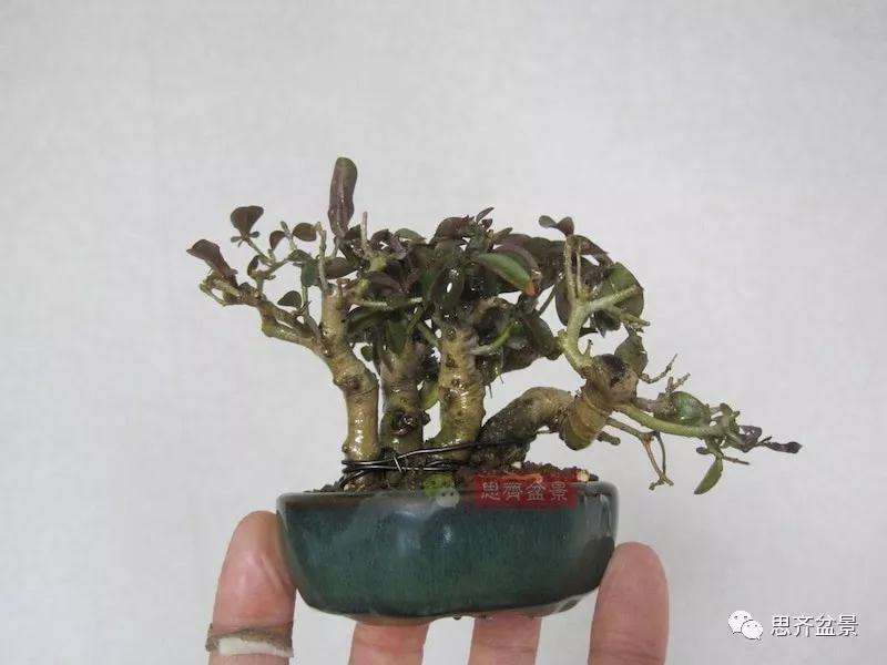 图解 怎么制作水蜡连根丛林盆景的过程