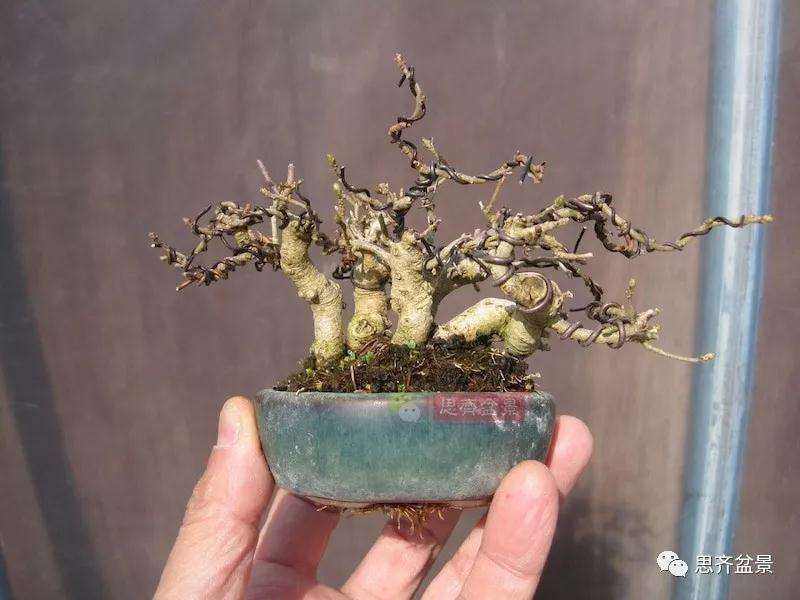 图解 怎么制作水蜡连根丛林盆景的过程