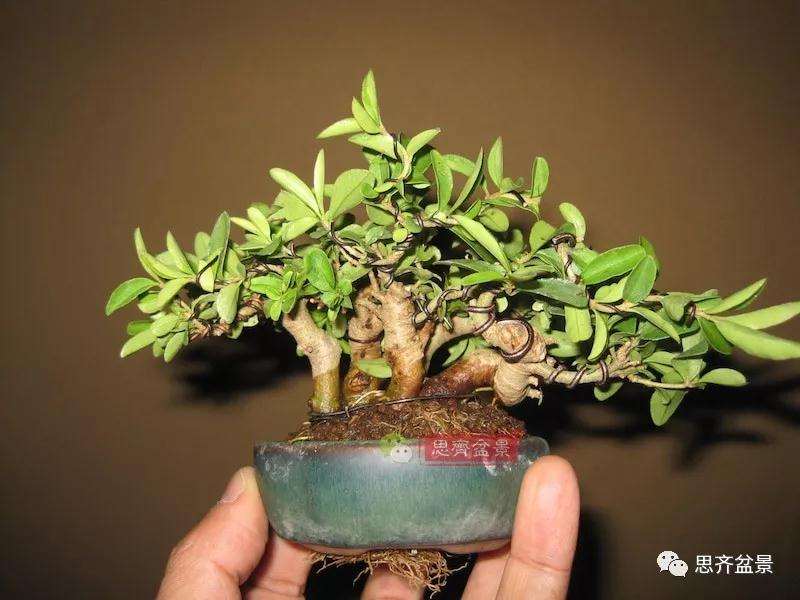 图解 怎么制作水蜡连根丛林盆景的过程