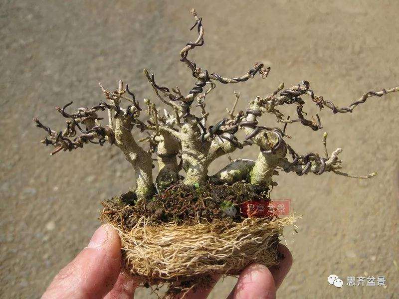 图解 怎么制作水蜡连根丛林盆景的过程