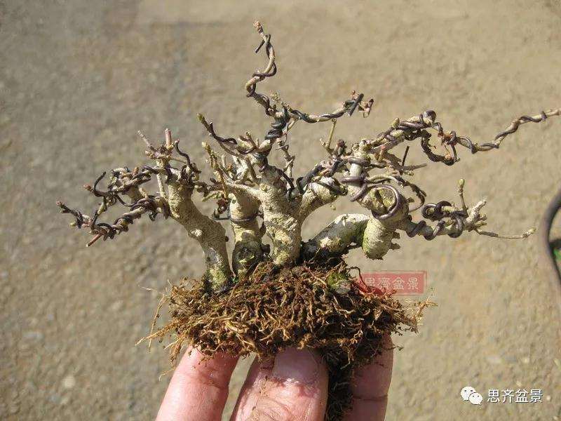 图解 怎么制作水蜡连根丛林盆景的过程