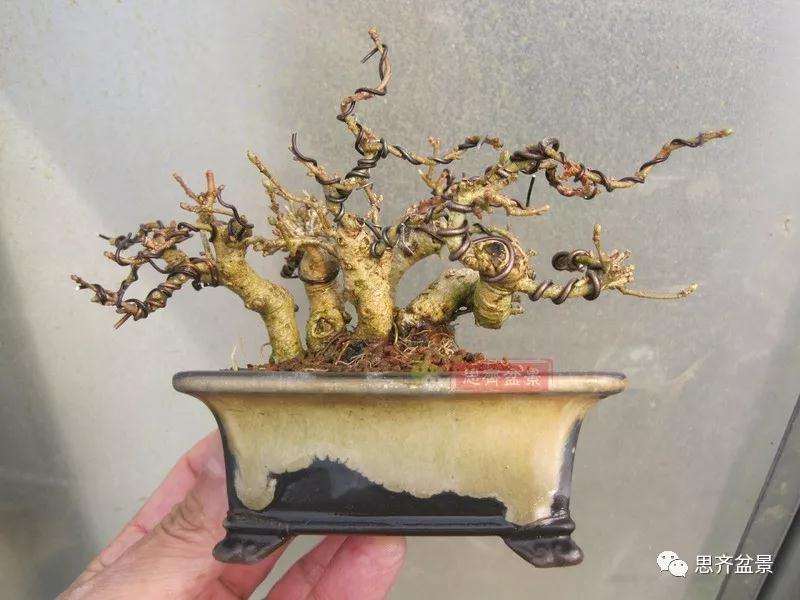 图解 怎么制作水蜡连根丛林盆景的过程