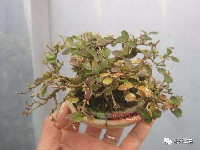 图解 怎么制作水蜡连根丛林盆景的过程