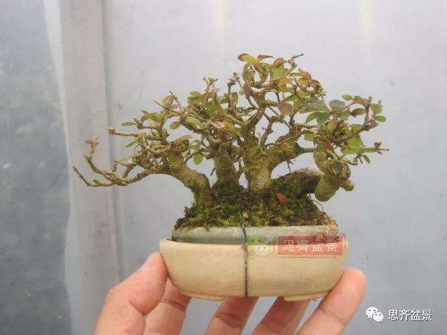 图解 怎么制作水蜡连根丛林盆景的过程