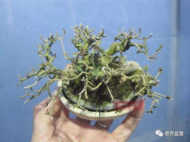 图解 怎么制作水蜡连根丛林盆景的过程